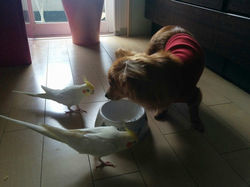 看板犬＆看板鳥