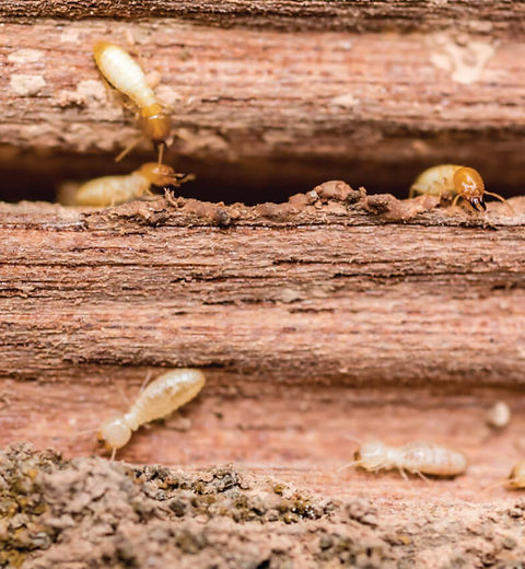 Signs-of-Termites-scaled.jpeg