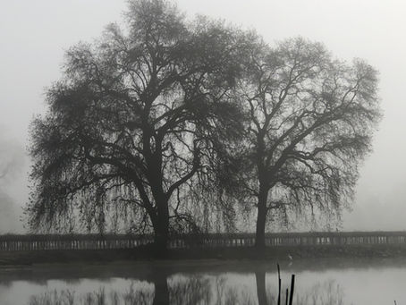 The night before: "Grief" by Matthew Dickman