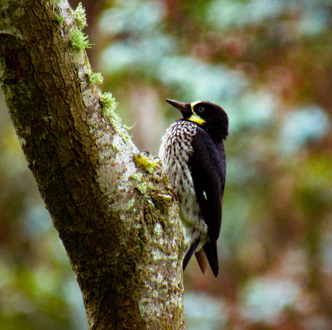 Melanerpes formicivorus.jpg