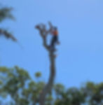 Tree Removal