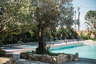 Pool with olive tree