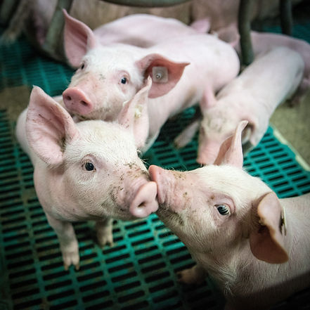 Schweine