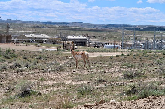 Olieproduktion i Bears Ears.jpeg                                