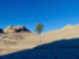 Lonesome Tree in White Pocket.jpeg