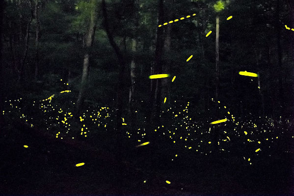 Fireflyes i Great Smoky Mountains.