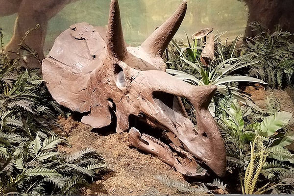 Dinosaurkranie kan ses påvisitor-centeret.