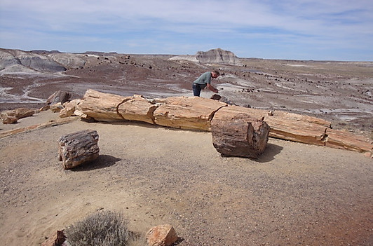 Forstenede træer i Petrified Forest National Park.