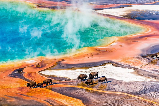 Bison i Grand Prismatic Springs.