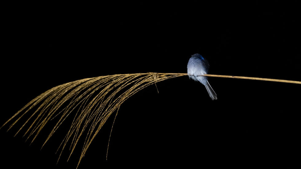 390a08e7-ef5d-4df1-adc4-c19ff8a8e443