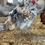 Thumbnail: Mille Fleur / calico Bantam Cochin Chick **PRE ORDER