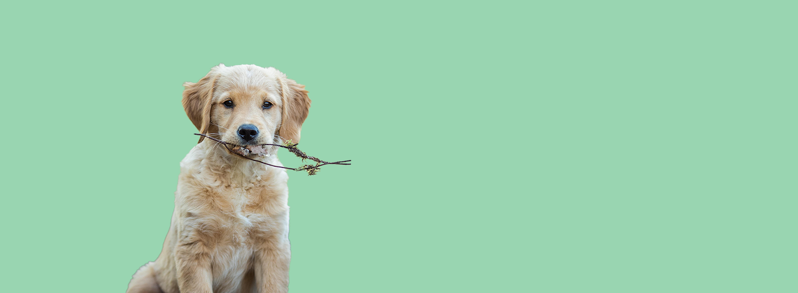 Website banner 10.2.png