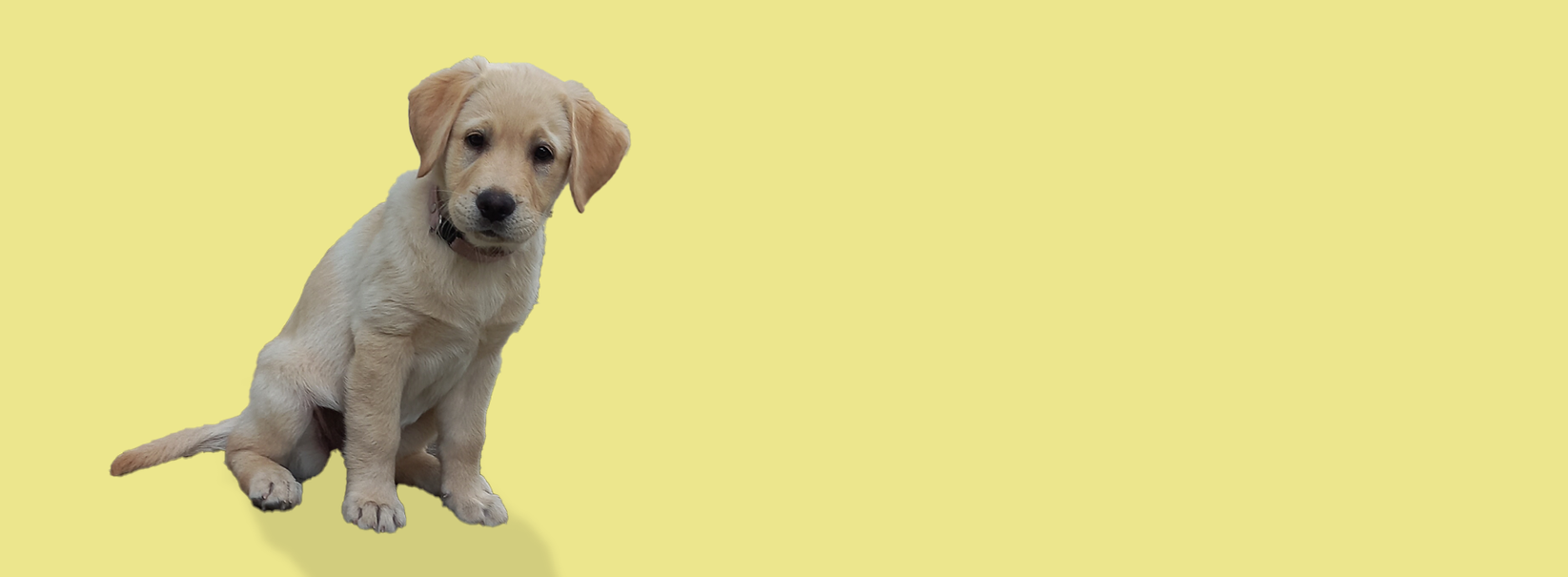 Website banner 11.png