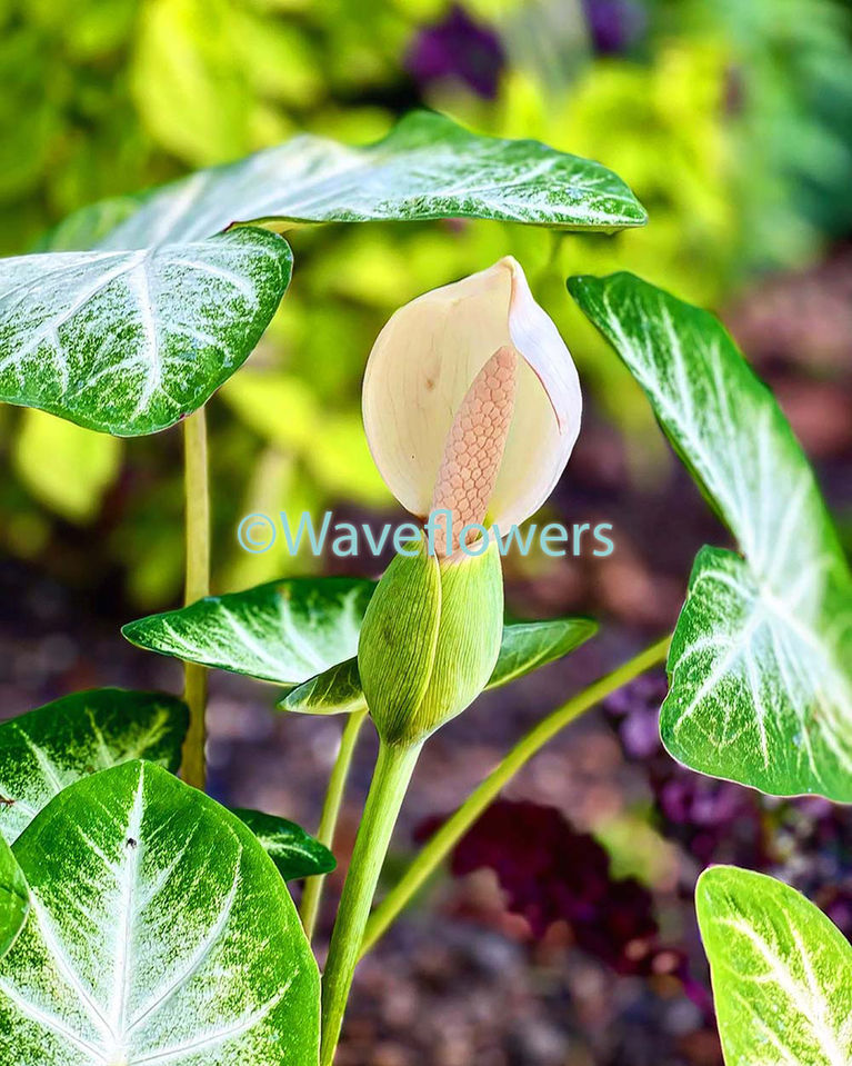 angel wings bloom