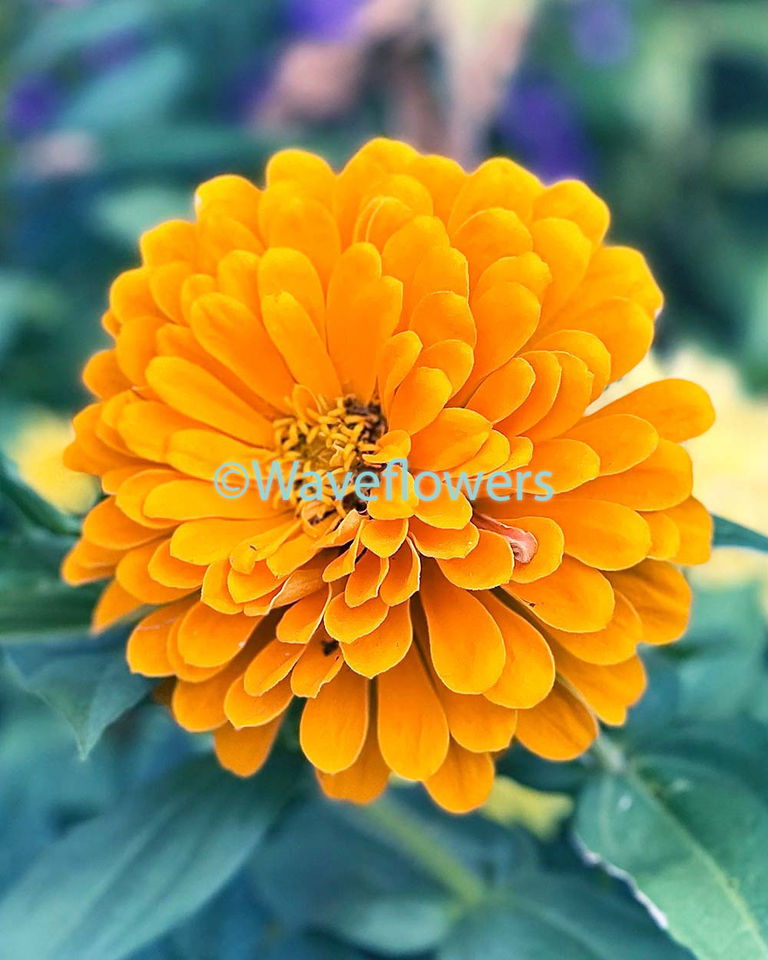 Peruvian Zinnia