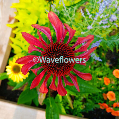 Coneflower