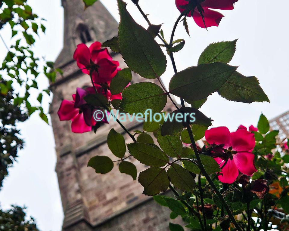 Alpine roses