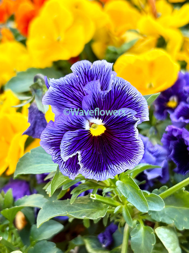 Purple pansy