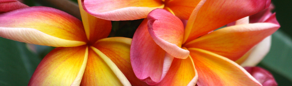 plumeria-790649.jpg