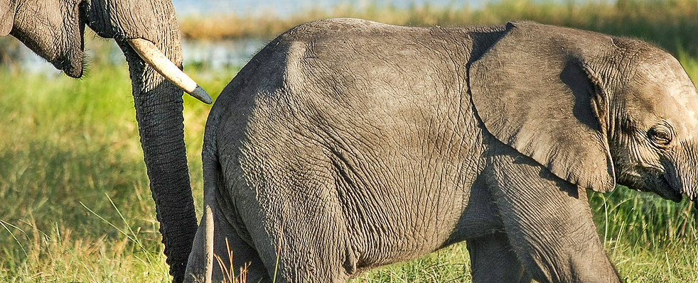 elephant-2923913_1920.jpg