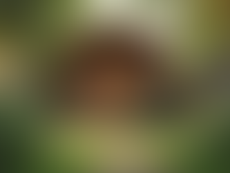 Choosing the Perfect Outdoor Sheds for Backyards