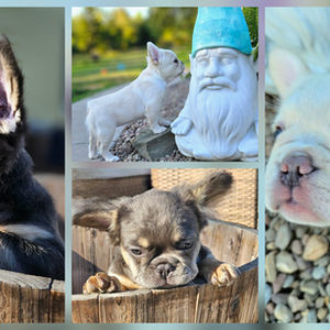 3 AVAILABLE FRENCH BULLDOG PUPPIES