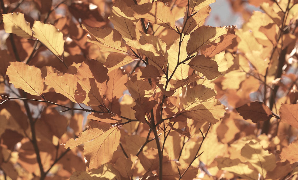 Autumn Equinox: A Time for Balance, Reflection, and Renewal