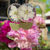 Thumbnail: Larkspur