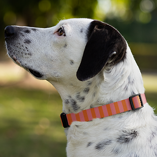 Dog Mockup 03.png