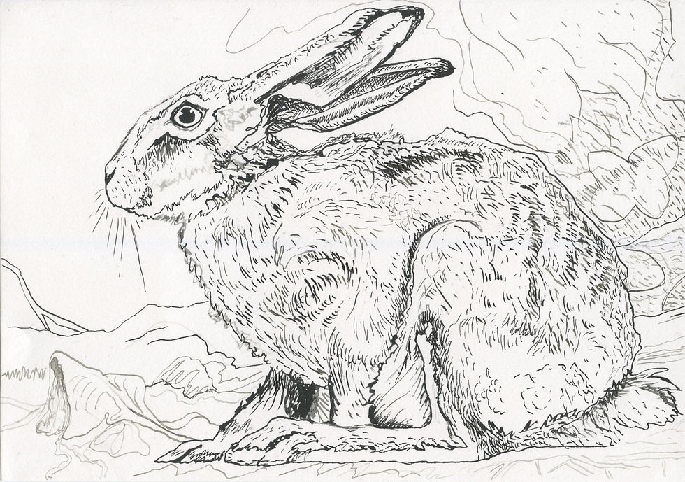 The Hare