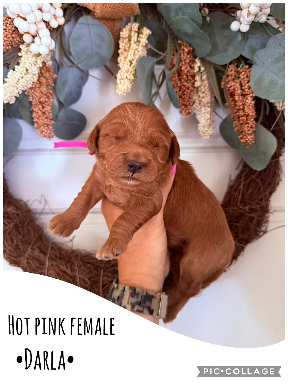 Thumbnail: F1 Mini Goldendoodle Puppies
