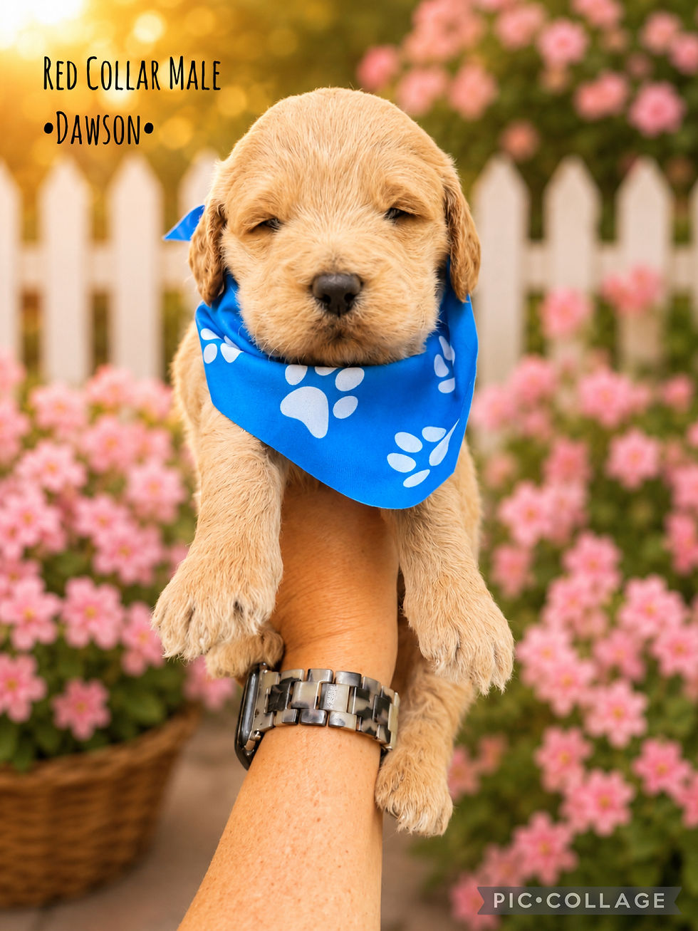 Thumbnail: F1 Mini Goldendoodle Puppies