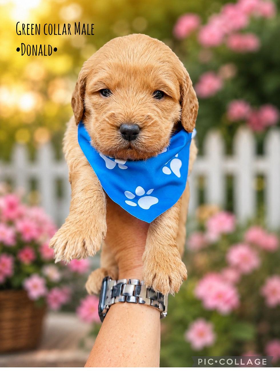 Thumbnail: F1 Mini Goldendoodle Puppies
