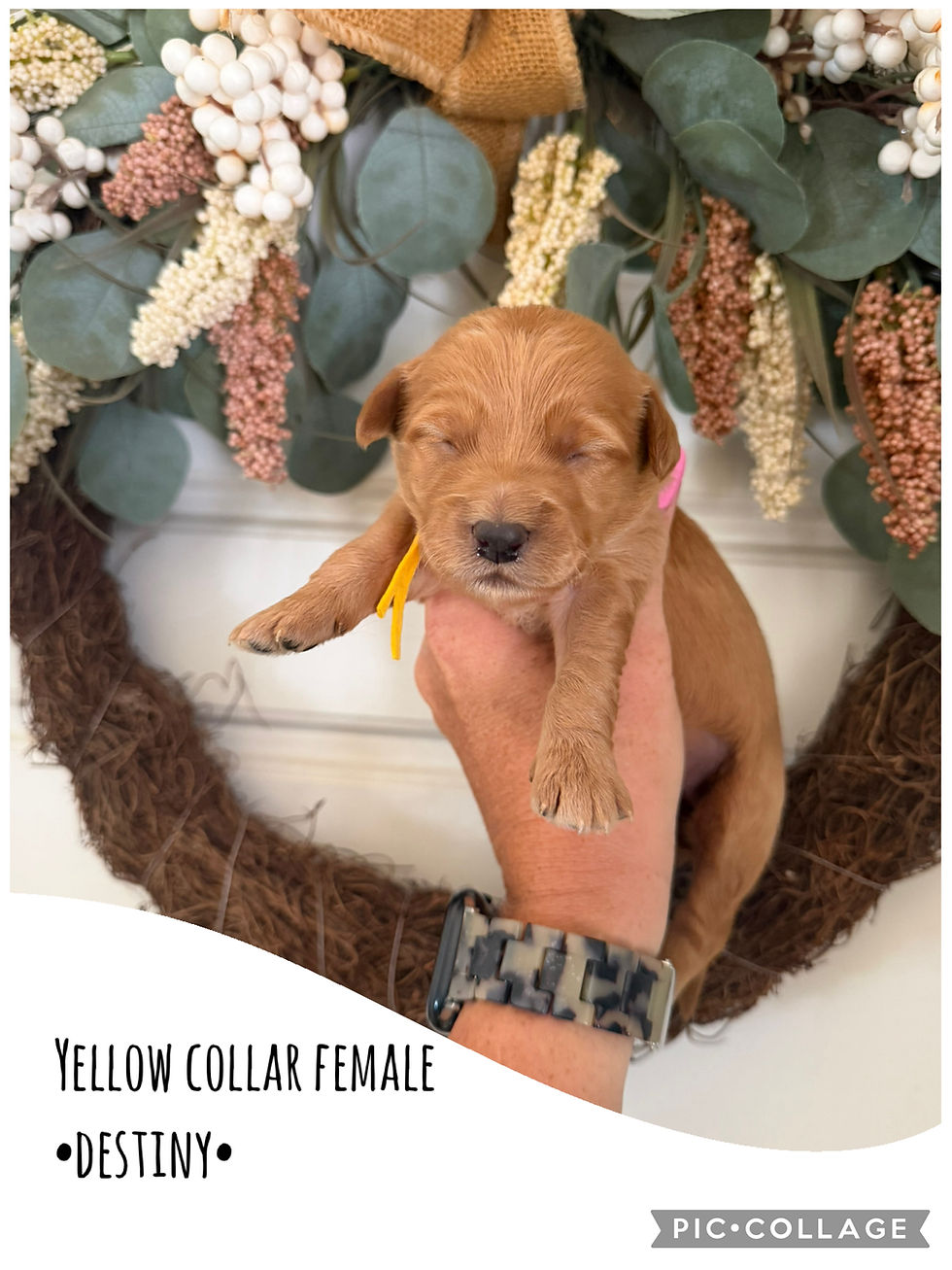 Thumbnail: F1 Mini Goldendoodle Puppies