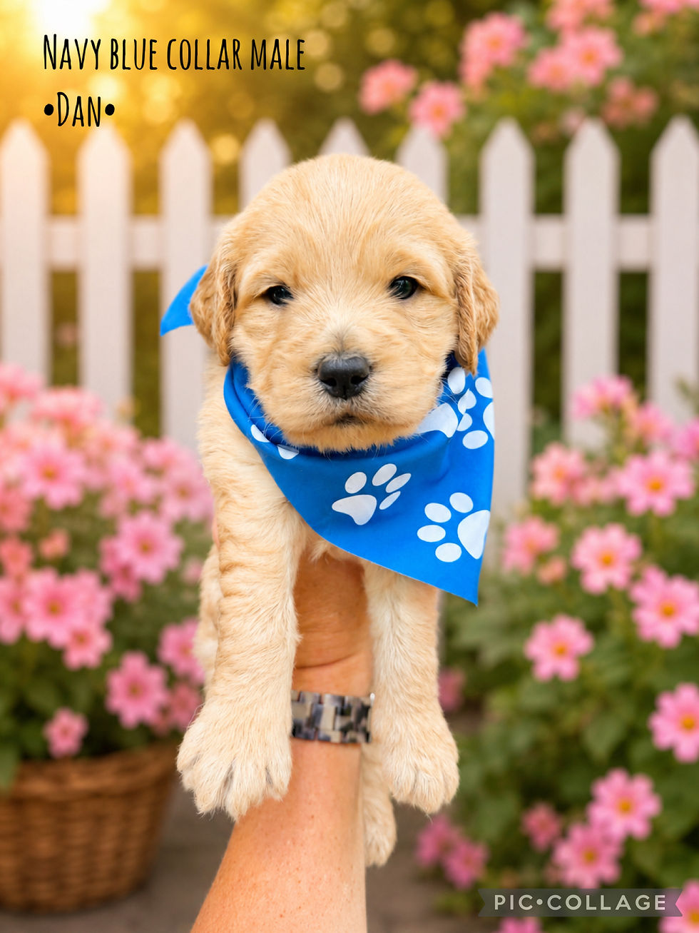 Thumbnail: F1 Mini Goldendoodle Puppies
