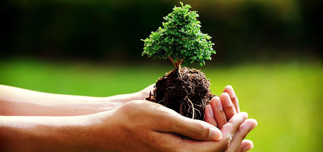 holding-tree.jpg