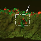 Figure11c.jpg