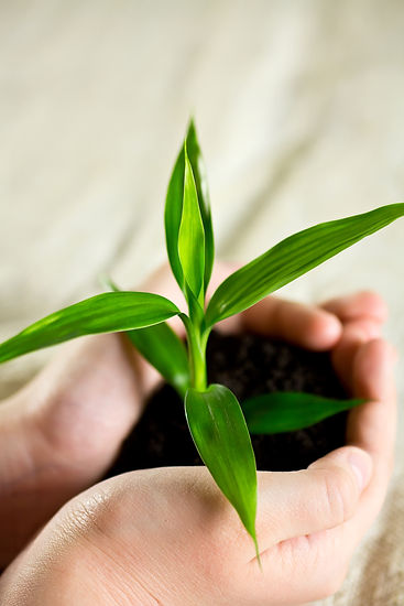 bamboo-of-hand-2021-08-28-13-12-22-utc.jpg