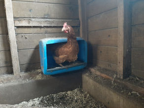 Werkzaamheden rondom de kippen.