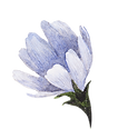 Blue Flower