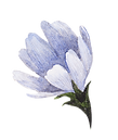 Fleur bleue