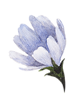 Blue Flower