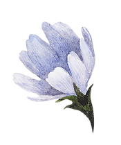 Fleur bleue 