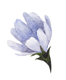 Fiore blu