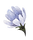 Fleur bleue