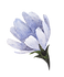 Blue Flower 