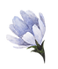 Blue Flower