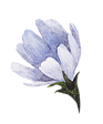 Blue Flower 