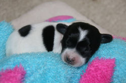 ppup5