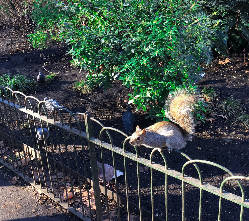 Squirrel in London park